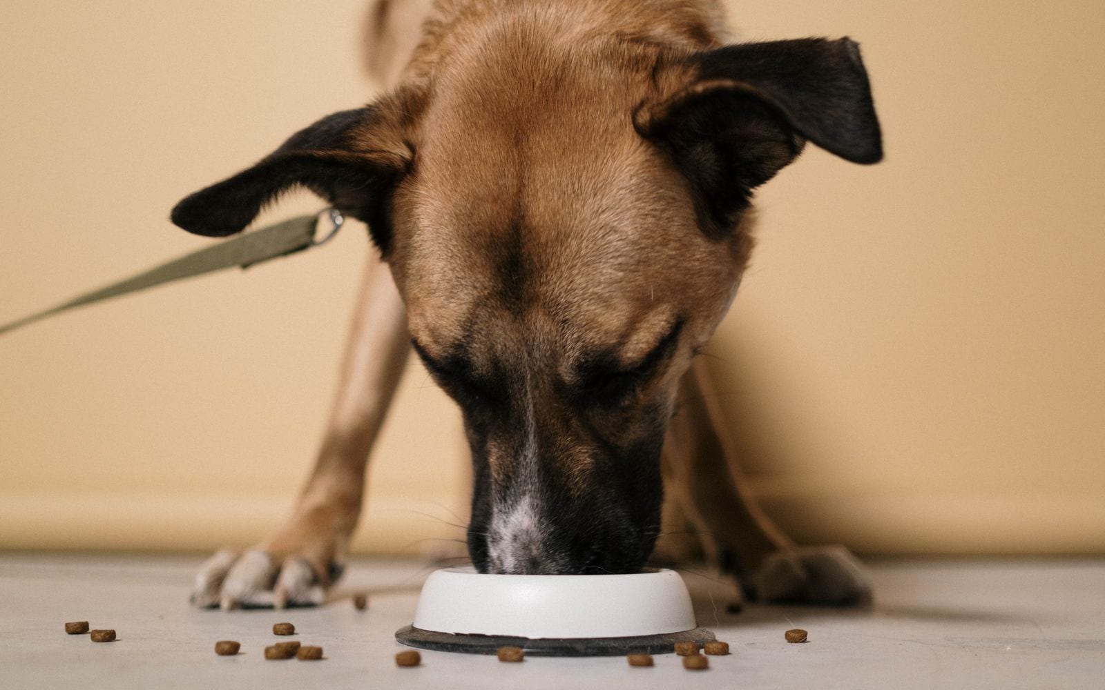 Un cane mangia le crocchette dalla ciotola