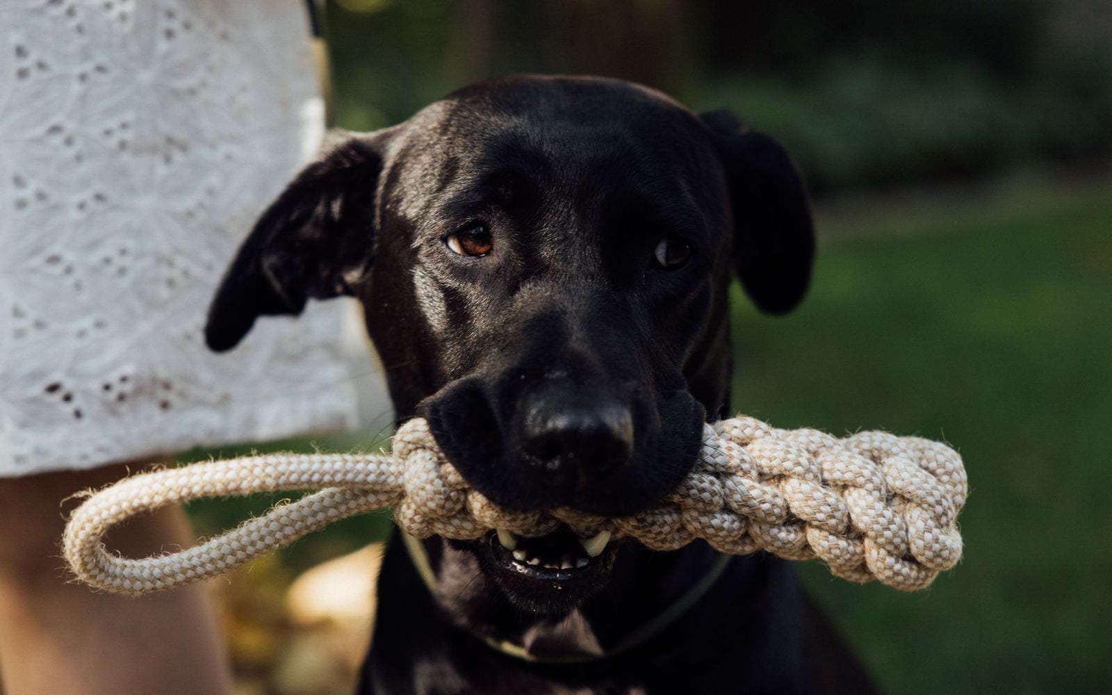 Un labrador nero con una corda da gioco in bocca
