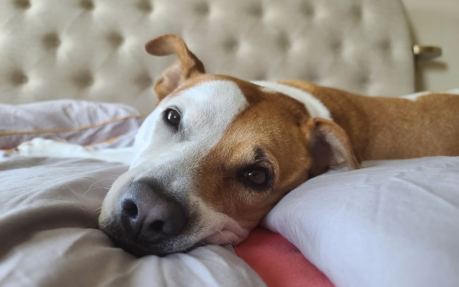 Un cane riposa sul letto, la testa sul cuscino