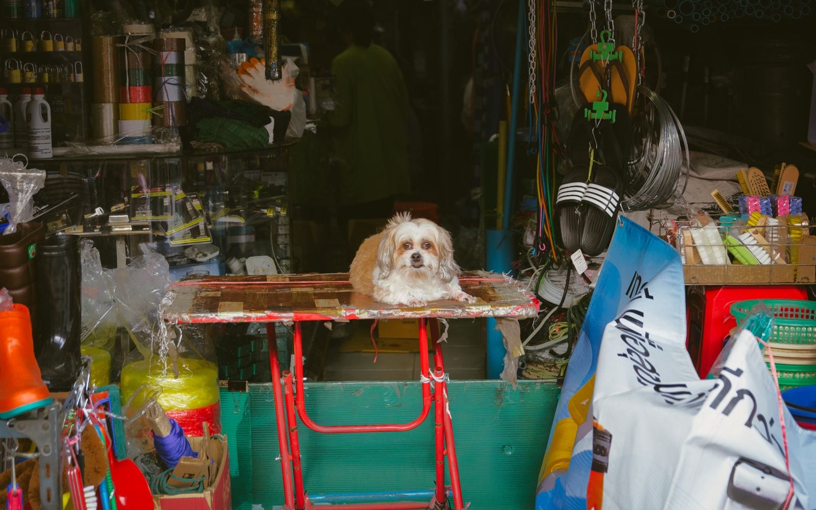 Un cagnolino tra gli scaffali di un negozio