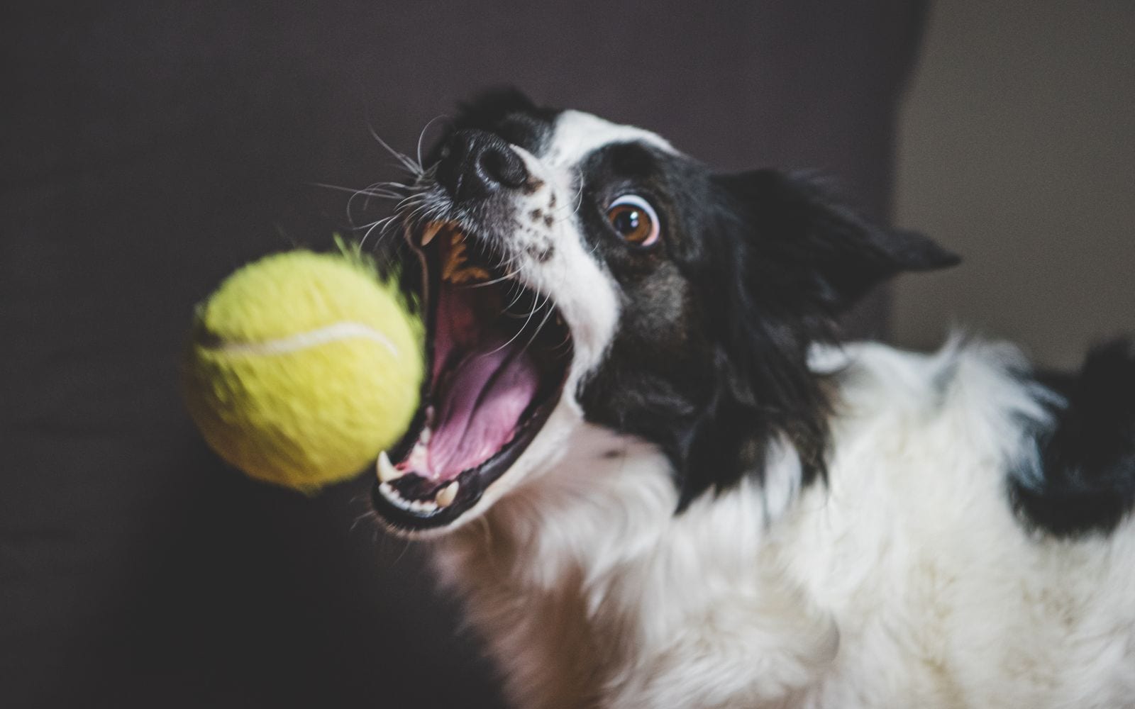 Un border collie afferra al volo una pallina da tennis